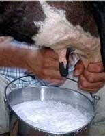 Cuidados para evitar a contaminação de antibióticos no leite das vacas