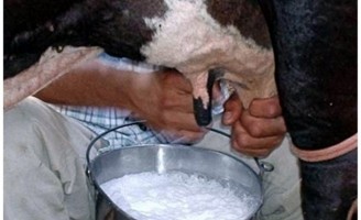 Cuidados para evitar a contaminação de antibióticos no leite das vacas