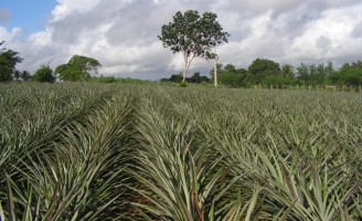 Uma forma de plantar abacaxi que dá mais lucro ao produtor rural