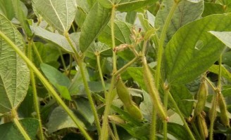 Novas cultivares de soja apropriadas para plantio no Norte e Nordeste do pais
