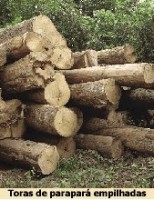 Novidades para os produtores de madeira