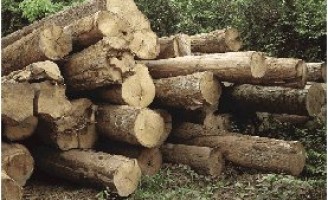 Novidades para os produtores de madeira