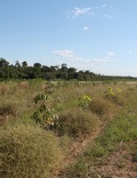 Preparando o produtor rural para enfrentar os períodos de estiagem