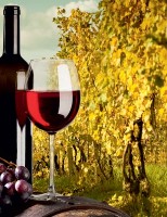 O vinho além do óbvio! <br><br>  Fernando Tony