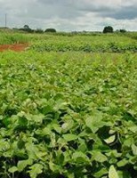Plantas podem ser utilizadas para enriquecer o solo
