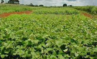 Plantas podem ser utilizadas para enriquecer o solo