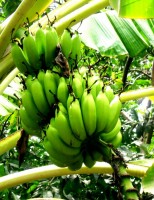 Escolhendo as mudas para o plantio de bananeira saudáveis