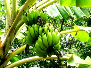 BANANEIRA-1024x768