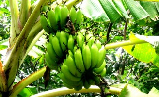 Escolhendo as mudas para o plantio de bananeira saudáveis