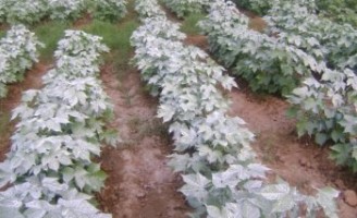 Algodão livre do bicudo com aplicação de caolim