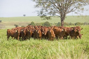 Evento oferece filhos de expoentes da raça