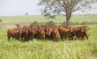 Um leilão para estimular a criação do gado Senepol em todas as regiões brasileiras