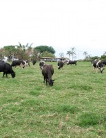 Produzir leite a pasto pode ser mais econômico e lucrativo