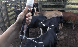 Brasil avança no combate à febre aftosa
