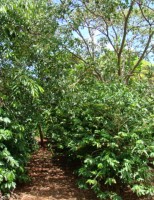 Agricultura pode ser rentável em sistemas agroflorestais no semiárido