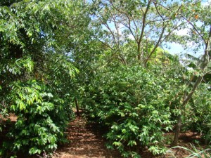 agrofloresta