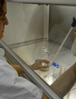 Cientistas usam bactérias para fazer queijo com o sabor do queijo de coalho
