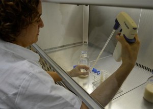 bacteria