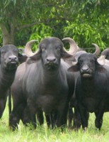 Búfalo bem selecionado pode garantir uma melhor produção de leite e carne