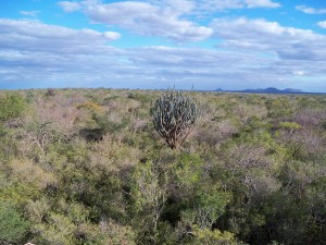 caatinga 1
