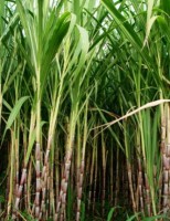 Pernambuco pode ter mais duas usinas de etanol reabertas para funcionar nesta safra