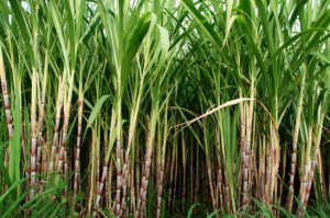 cana de açucar