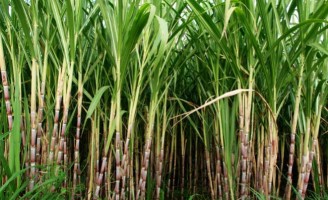 Pernambuco pode ter mais duas usinas de etanol reabertas para funcionar nesta safra