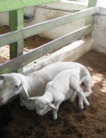Esterco de caprinos e ovinos pode dobrar a produção de milho e feijão em área de barragem subterrânea