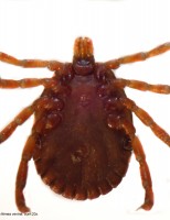 Cuidados para evitar a transmissão da febre maculosa transmitida pelo carrapato estrela
