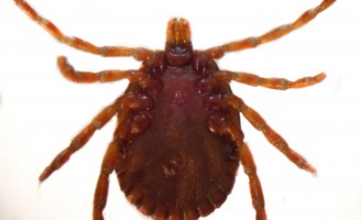 Cuidados para evitar a transmissão da febre maculosa transmitida pelo carrapato estrela