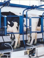 Cuidados na produção de leite: garantia de um alimento seguro