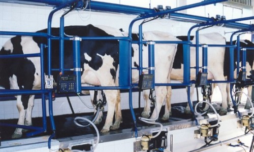 <h2><a href="https://nordesterural.com.br/cuidados-na-producao-de-leite-garantia-de-um-alimento-seguro/">Cuidados na produ&ccedil;&atilde;o de leite: garantia de um alimento seguro</a></h2>A contamina&ccedil;&atilde;o do leite pode ocorrer por diversos fatores, entre eles, a ordenha sem higiene, a conserva&ccedil;&atilde;o inadequada do produto, doen&ccedil;as no gado e nos trabalhadores que manipulam o leite,