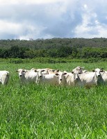 Dicas para evitar a degradação das pastagens ajudam a melhorar a renda do produtor