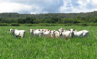 Dicas para evitar a degradação das pastagens ajudam a melhorar a renda do produtor