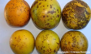 pinta preta dos citrus