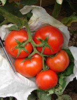 Um sistema para produzir tomate com controle ecológico