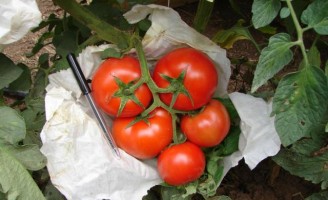 Um sistema para produzir tomate com controle ecológico