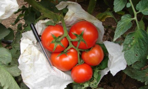 <h2><a href="https://nordesterural.com.br/um-sistema-para-produzir-tomate-com-controle-ecologico/">Um sistema para produzir tomate com controle ecol&oacute;gico</a></h2>O TOMATEC &eacute; um sistema de produ&ccedil;&atilde;o desenvolvido pela Embrapa Solos, cujo prop&oacute;sito b&aacute;sico &eacute; o melhoramento do cultivo do tomate de mesa atrav&eacute;s de pr&aacute;ticas agroecol&oacute;gicas. As principais pr&aacute;ticas