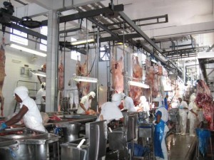 Inspeção de abate (3)