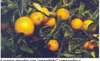 Ações para controlar o amarelinho dos citros