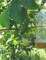 Como controlar as pragas na fruticultura usando o manejo Integrado