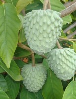 Plantar fruta-do-conde, pinha, graviola e atemoia em regime de produção integrada