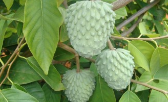 Plantar fruta-do-conde, pinha, graviola e atemoia em regime de produção integrada