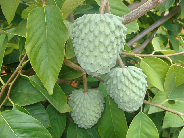Plantar fruta-do-conde, pinha, graviola e atemoia em regime de produção integrada