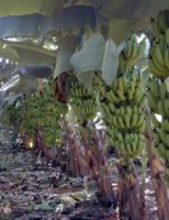 Congresso latino-americano de banana será mês que vem no Brasil