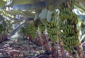 banana foto