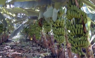 Congresso latino-americano de banana será mês que vem no Brasil