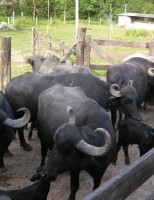 Como melhorar a produção de leite e carne de búfalo