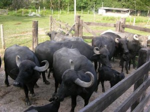 bufalos no curral