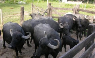 Como melhorar a produção de leite e carne de búfalo